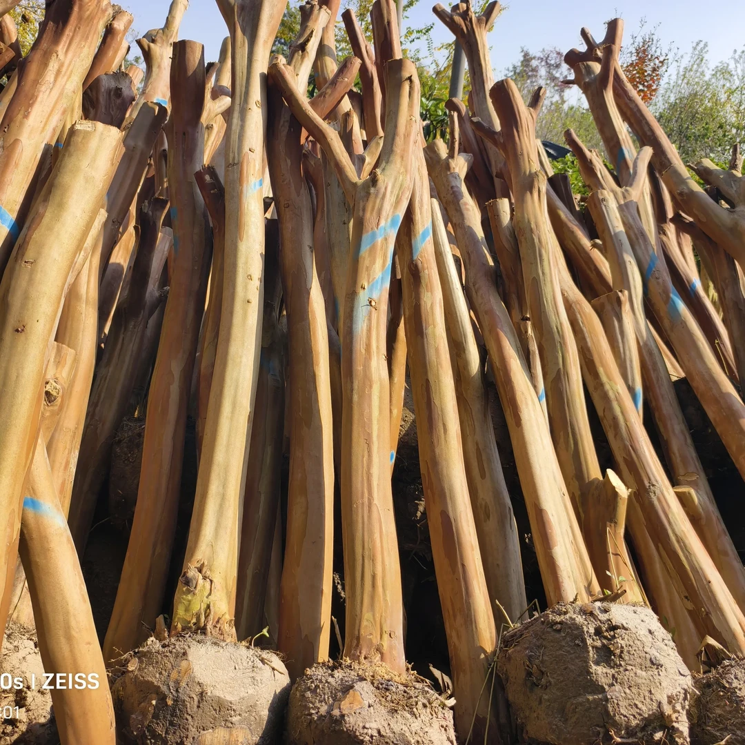 红花粉色紫薇树庭院绿植可用于园林绿化栽种