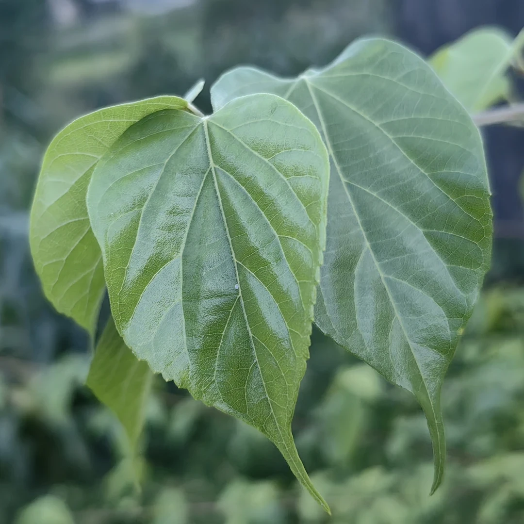 新鲜神仙豆腐叶观音叶顺丰包邮