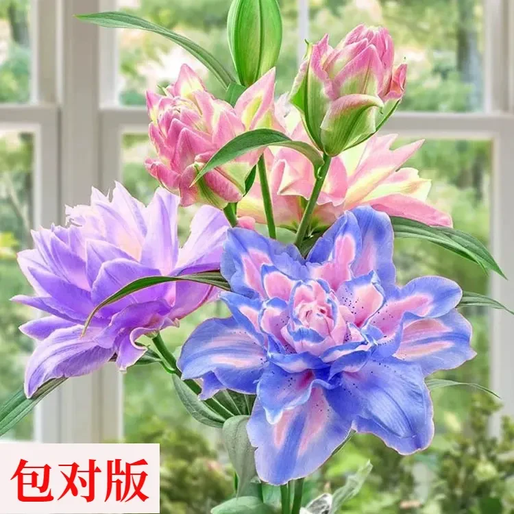 五色进口重瓣香水百合花种球四季开花室内外盆栽鲜花浓香型香味