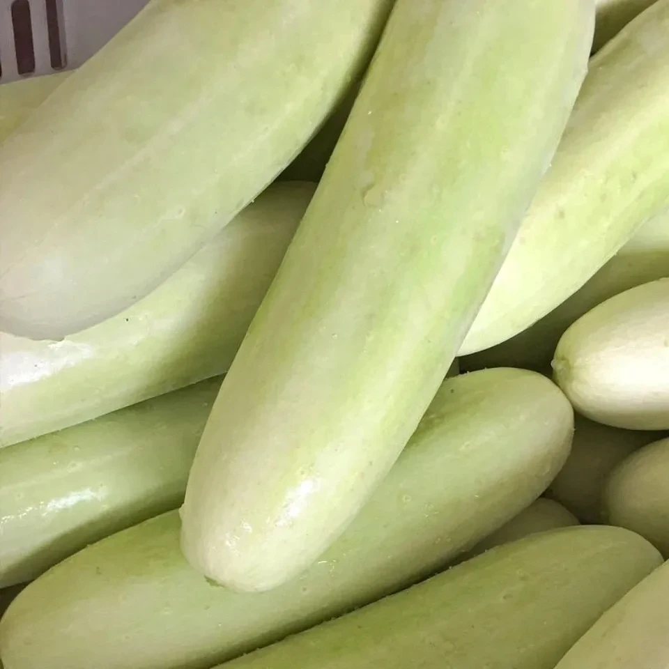 安徽黄山新鲜白皮黄瓜农户露天种植现摘煲汤土黄瓜旱黄瓜新鲜蔬菜