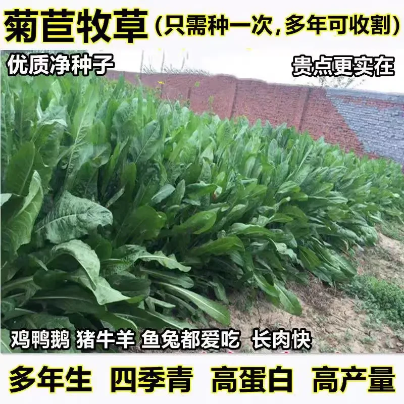进口菊苣种子大叶菊苣四季多年生喂猪菜种子猪牛羊鸡鸭鹅鱼草种籽