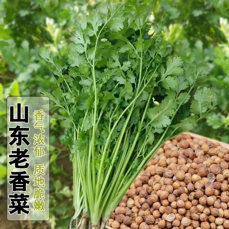 【大叶香菜种子】耐热耐抽薹适合春秋四季种植的蔬菜种籽盆栽学种菜