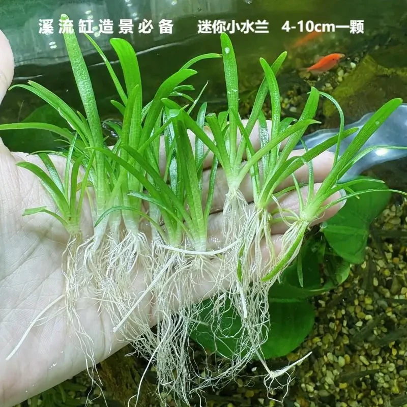 普农小水兰原生缸鱼缸专用水培植物水下新手懒人水草水质净化活体