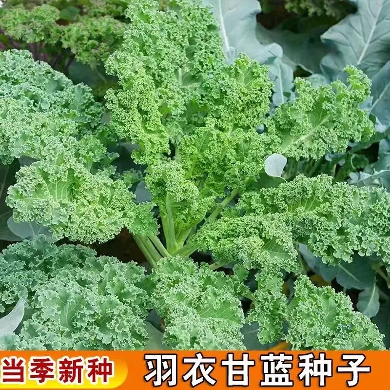 【羽衣甘蓝种子】家庭小院阳台抗寒耐冻四季盆栽地栽可食用