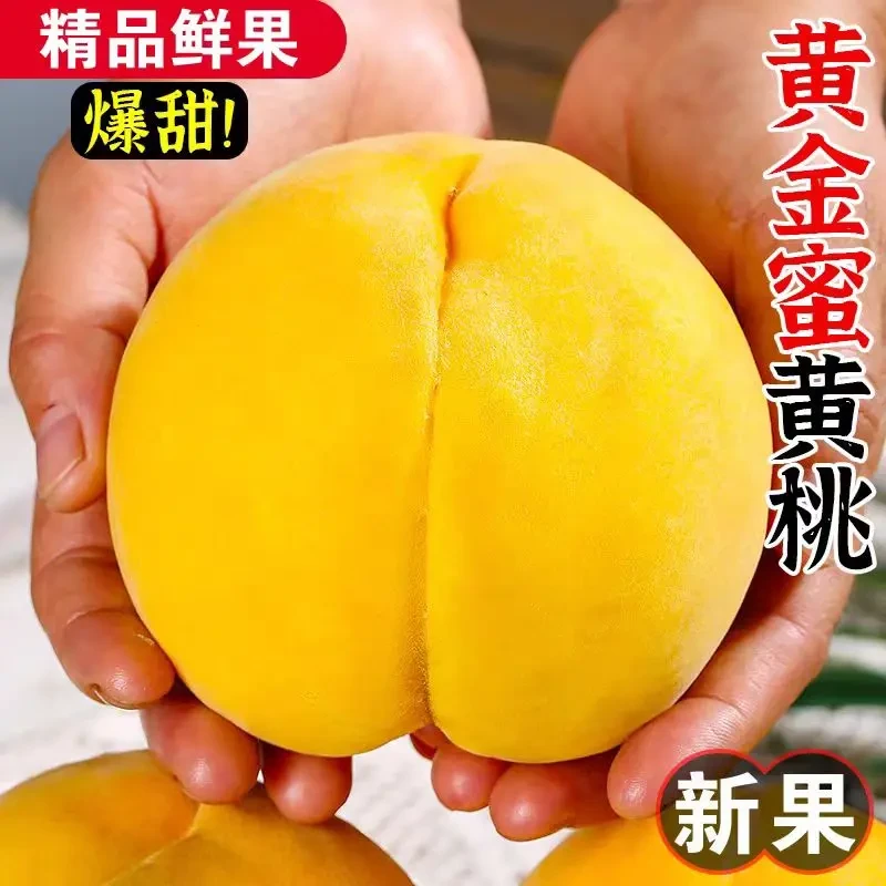 正宗头茬锦绣黄桃现摘当季新鲜水果黄金蜜桃子脆甜多汁整箱包邮