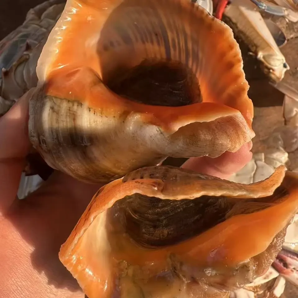 渤海湾鲜活大海螺顺丰发货新鲜现捕