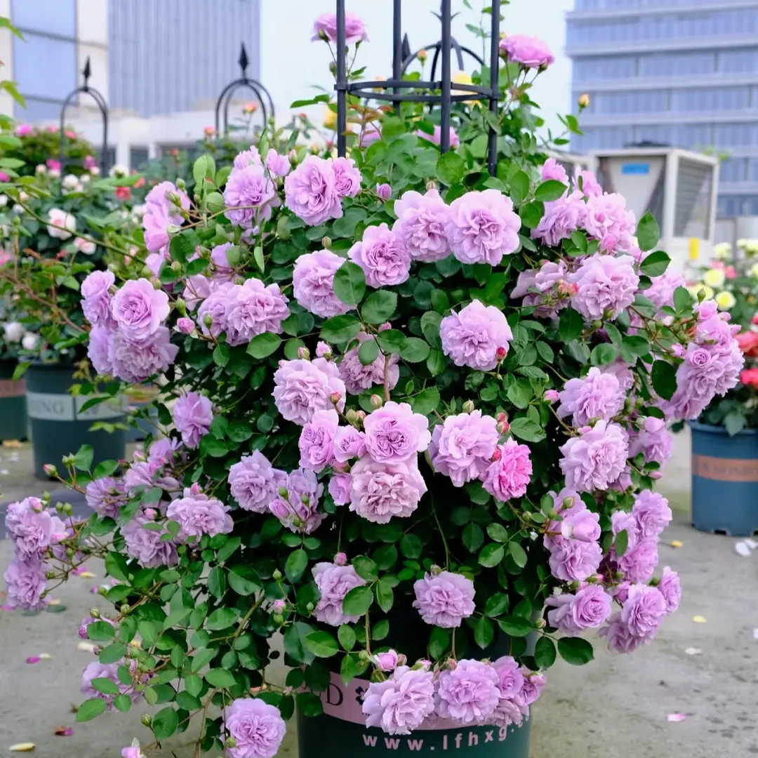 【蓝色阴雨】70-110cm月季花苗爬藤月季盆栽植物藤本蔷薇苗庭院