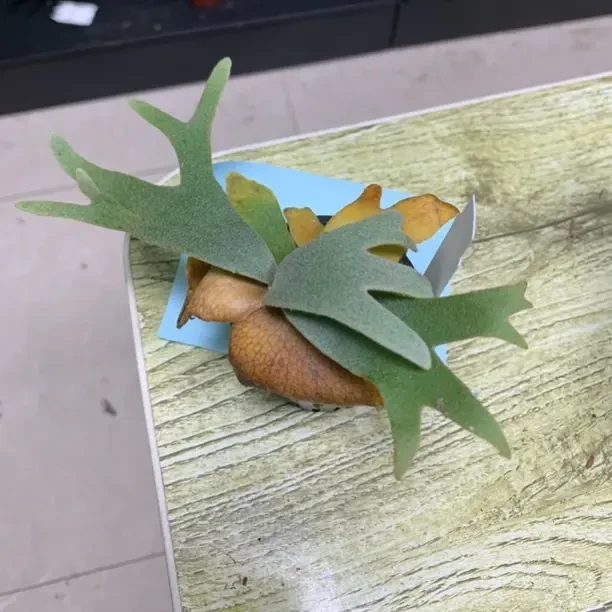 二歧鹿角蕨 板植挂墙 原盆发货 室内观叶植物 新手好养四季绿植