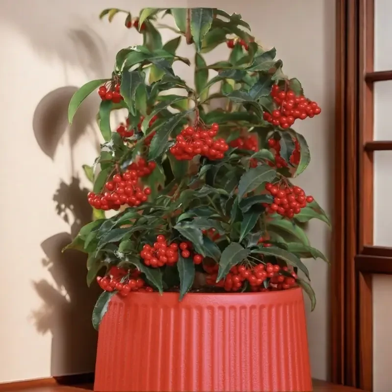 黄金万两富贵籽带果50-60高发货满盆黄金耐寒植物黄金万两花卉