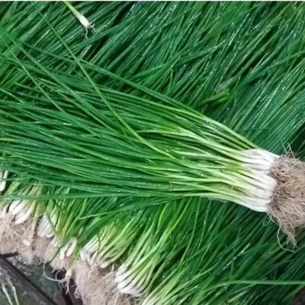 小香葱籽种仔四季速生小葱分葱阳台盆栽耐热耐寒葱种大蔬菜lz