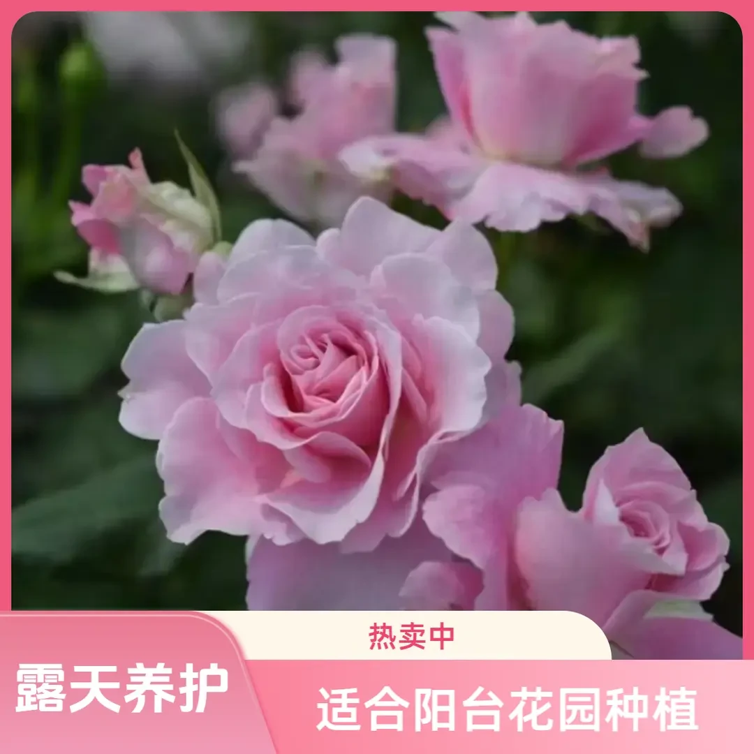 【新娘】粉白月季花2-3年苗情庭院花卉阳台绿植花春季精品养护勤花