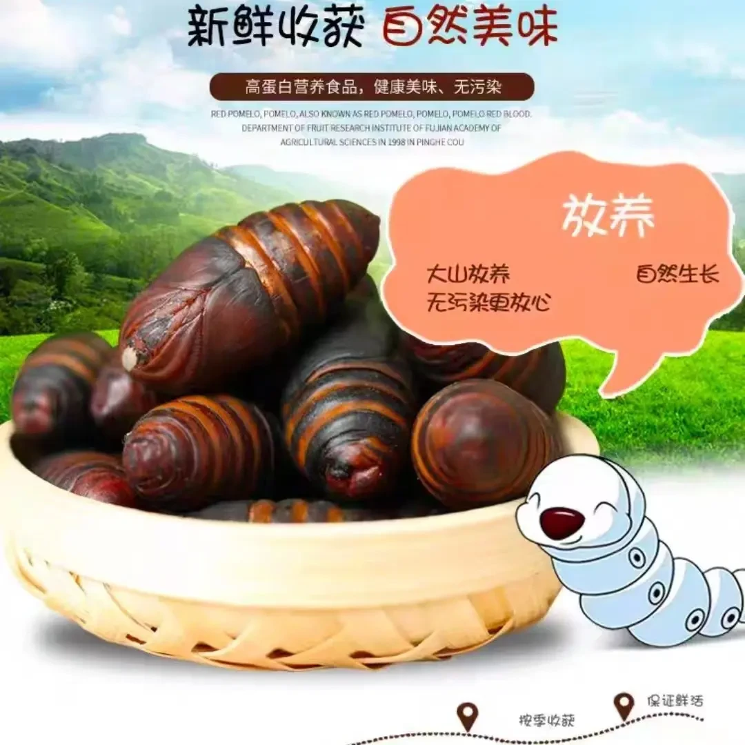东北特产柞树大二黄蚕蛹高蛋白绿色健康新鲜食用