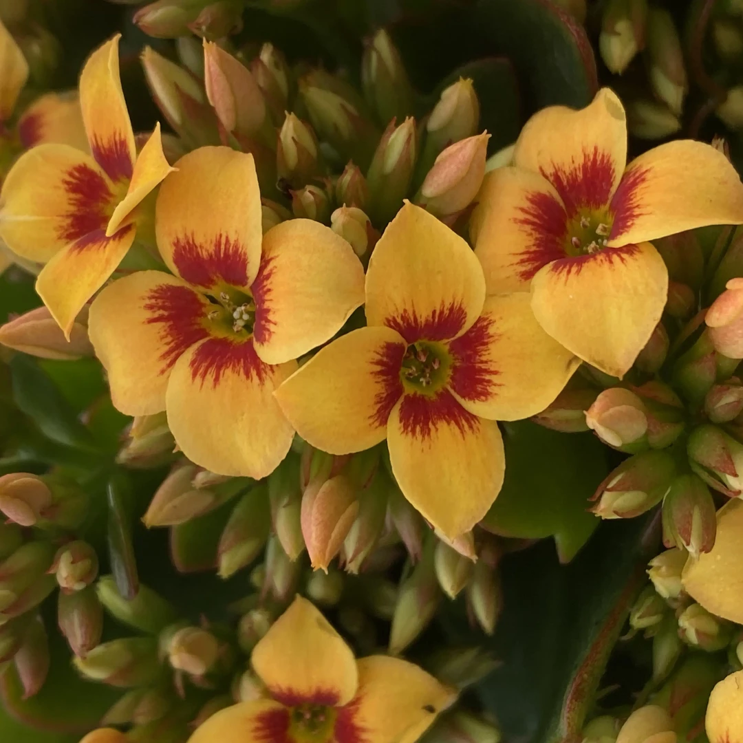 妩媚 100盆 北京昊景