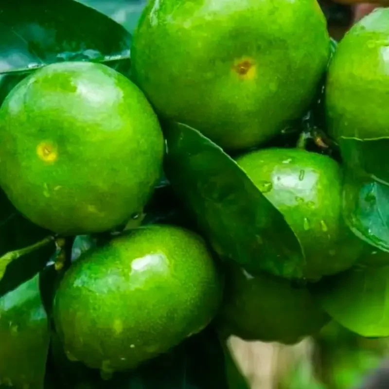 江西鹰潭现摘新鲜无籽青皮蜜桔应季酸甜水果