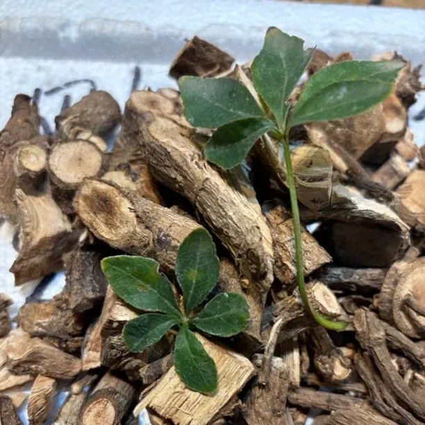 江西赣南野生五加皮手工切断