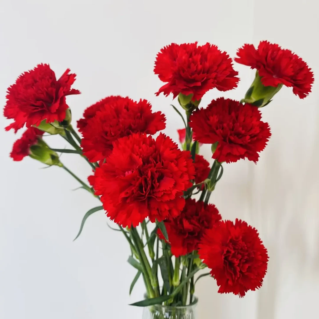 （康乃馨福利）单头康乃馨云南昆明斗南基地直发鲜切花家用鲜花