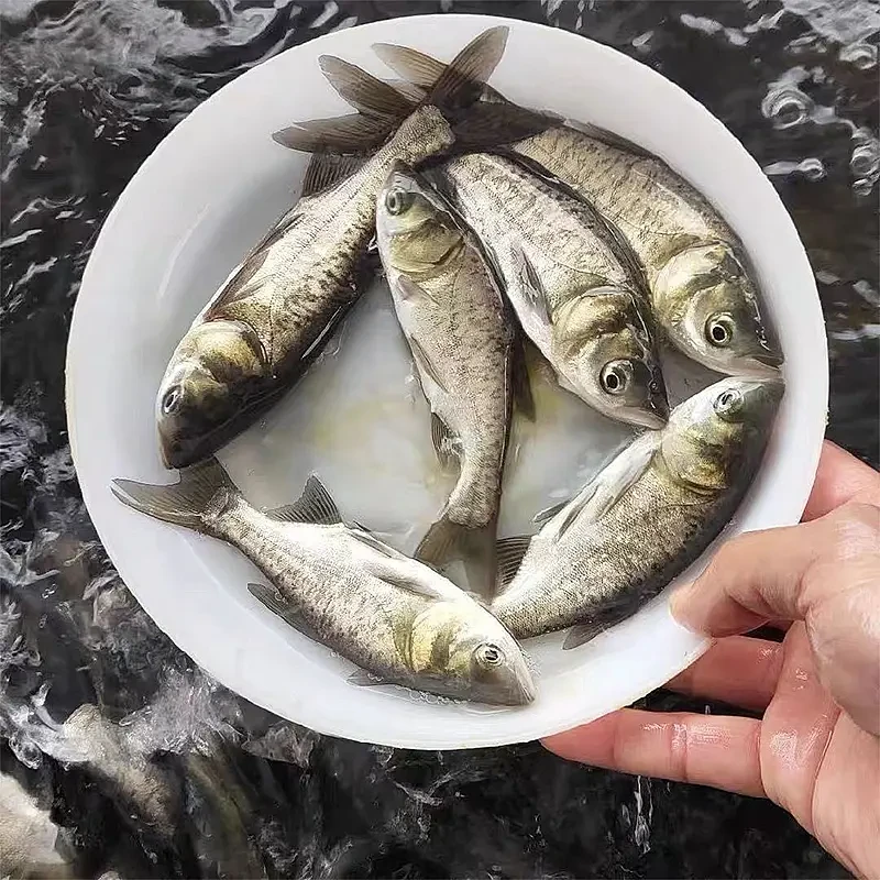 （按斤）四川花鲢 每条8g左右 生态养殖观赏