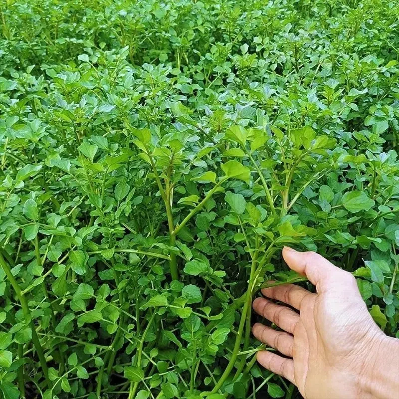 西洋菜种子豆瓣菜种子水芥菜籽四季阳台庭院家庭种植蔬菜种子