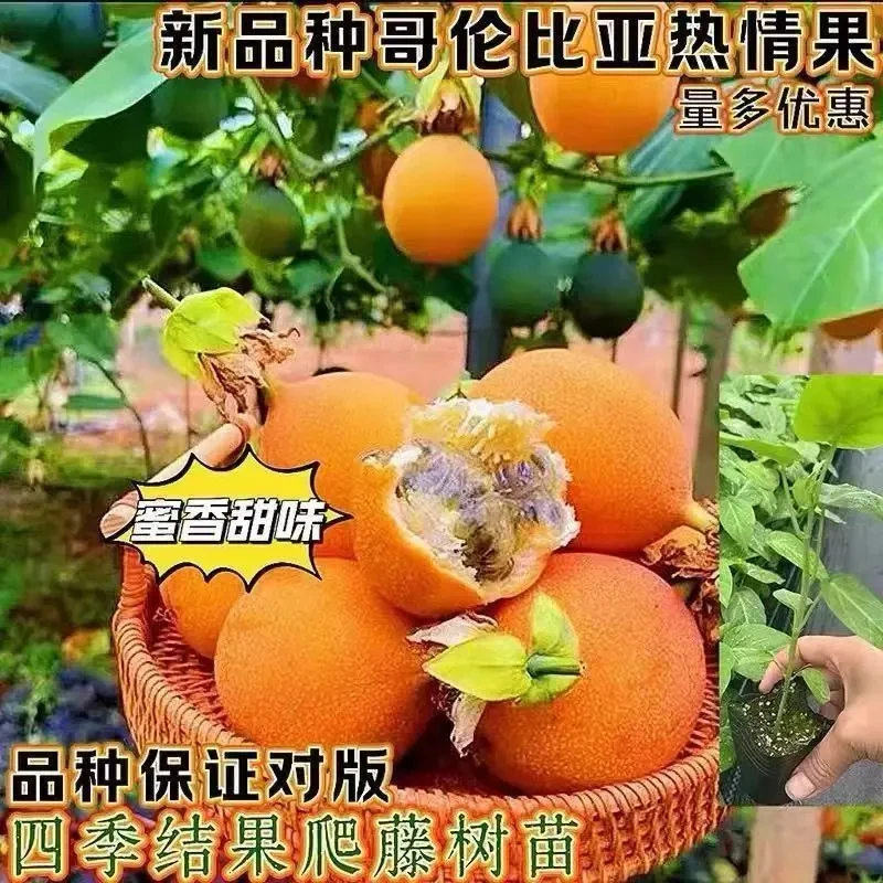 买一送一】热情果树果苗当年结果嫁接纯甜大果哥伦比亚黄金百香c