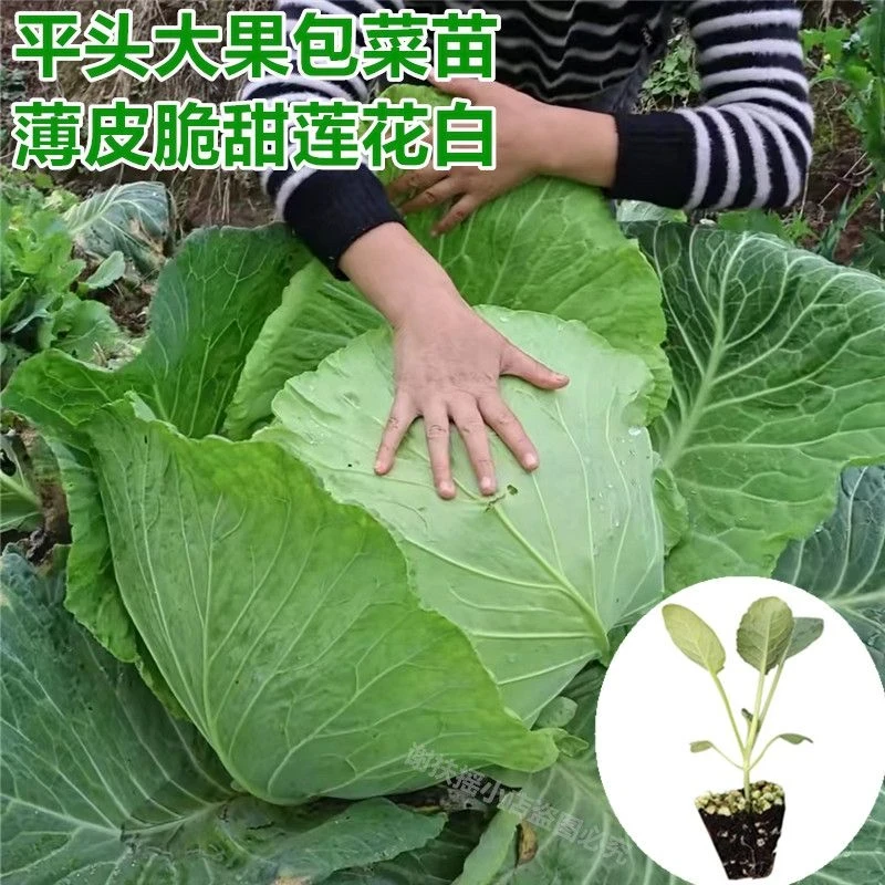 包菜苗特大果平头甘蓝薄皮莲花白蔬菜苗冬包菜苗晚熟耐寒薄叶秧苗