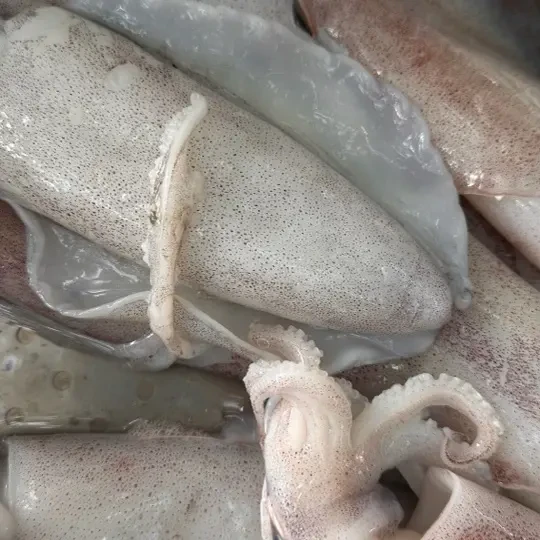 ［同城闪送］鱿鱼婆