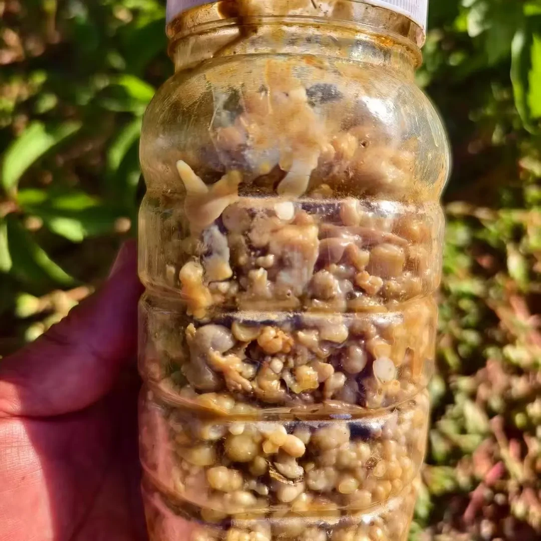 新疆阿魏钓鱼专用