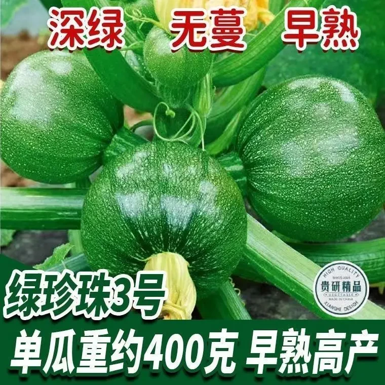 无蔓绿珠圆西葫芦种子早熟小南瓜种子短藤无蔓农户大田高产蔬菜种