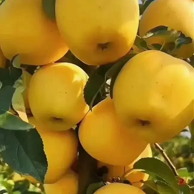 维纳斯黄金苹果树南北方栽种