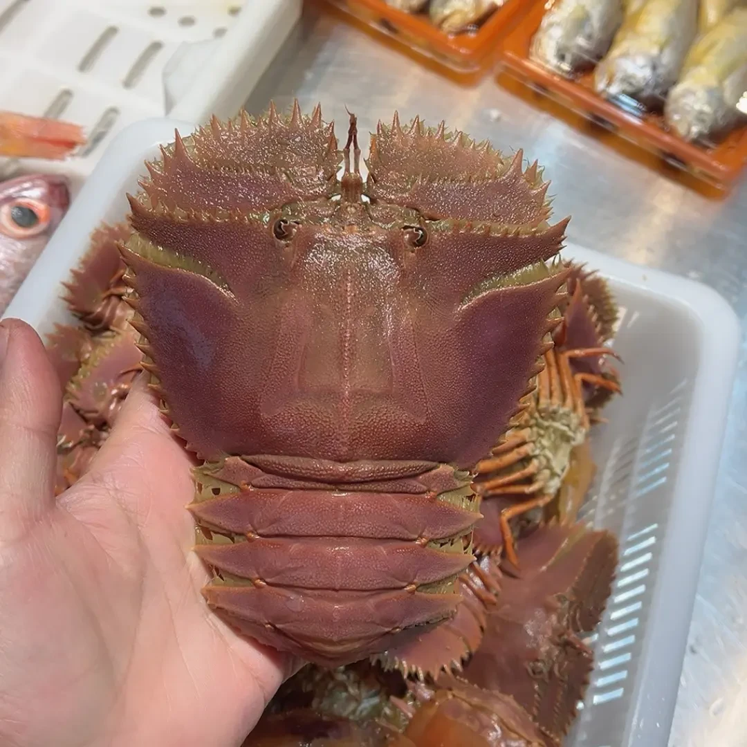 台州温岭石塘发货的琵琶虾新鲜鲜活九齿扇虾，它称为虾中之王