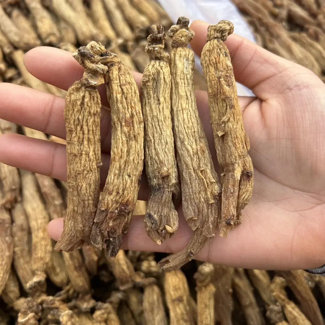 【胖墩墩推荐】长白山 高年份 高丽参原型 整枝40-45规格