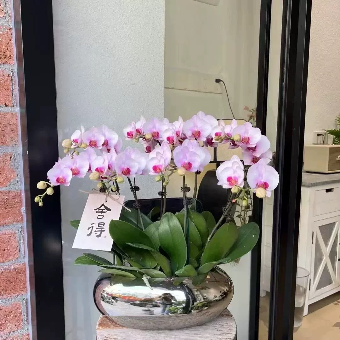特大号蝴蝶兰花盆简约轻奢设计创意绿植蝴蝶兰室内花器桌面有孔