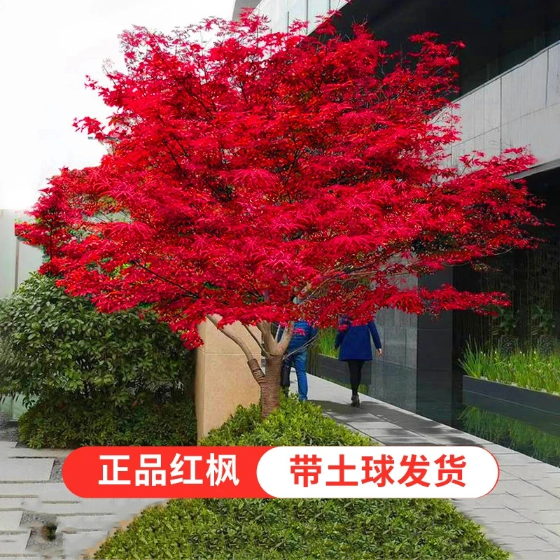 红舞姬红枫树苗庭院别墅种植 花园植物盆栽地栽三季红中国红枫苗