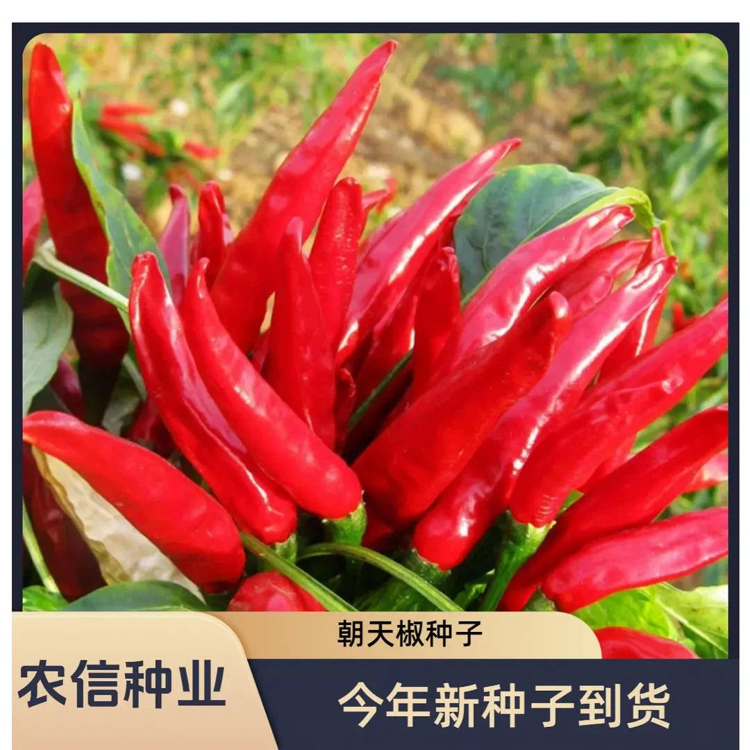 【全店满5元包邮】朝天椒种子四季小米辣椒种籽超辣盆栽阳台春