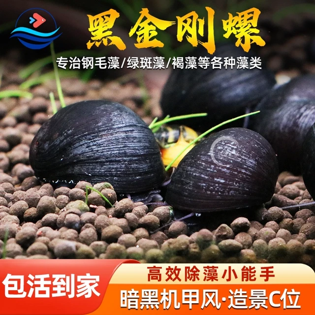 黑金刚螺不吃水草缸清洁淡水除藻工具螺热带观赏活体清洁宠物蜗牛