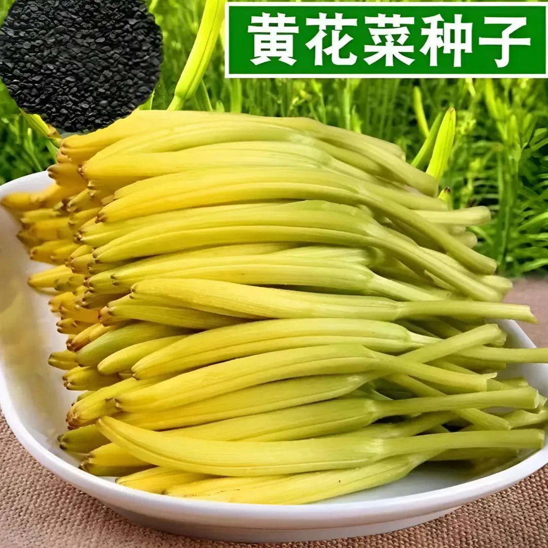 黄花菜木耳菜紫苏野菜种子四季播种金针菜补脑菜安神菜蔬菜种子