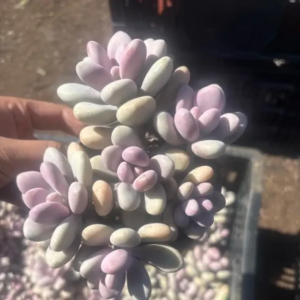 桃蛋 多肉植物 阳台盆栽新手好养（全店满9.99包邮）