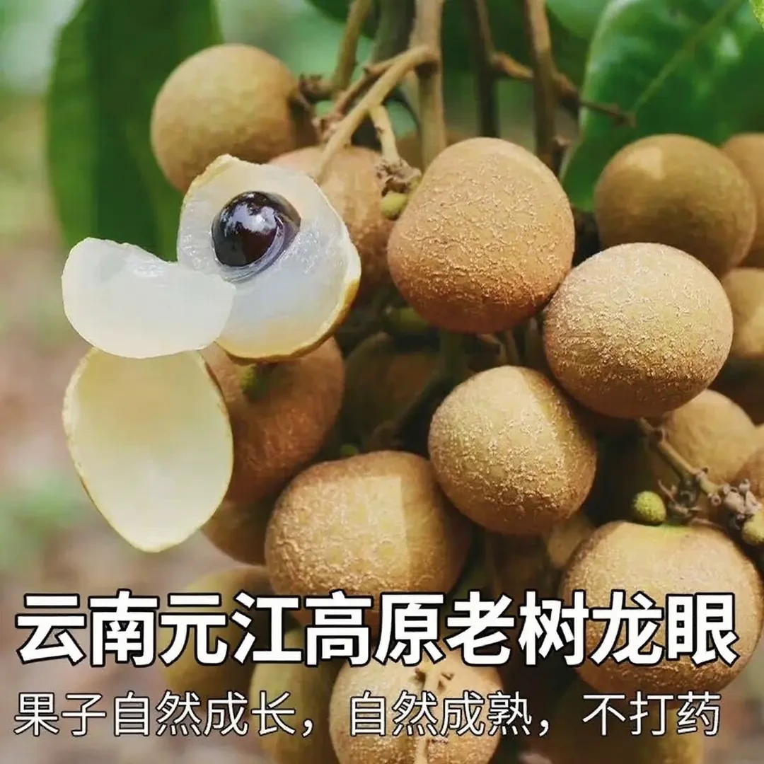 【顺丰冷链上门】云南元江高原老树龙眼大果新鲜现摘清甜多汁肉厚
