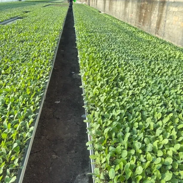 大棚种植现苗花菜苗甘蓝苗蔬菜