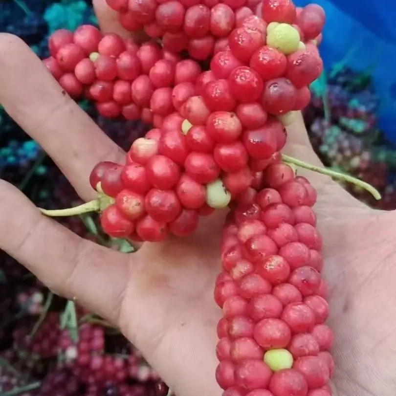天然野生五味子，泡酒首选，珍藏佳品值得拥有五斤起发货