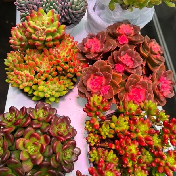 精品多肉组合带盆带土基地直发新手好养室内外植物