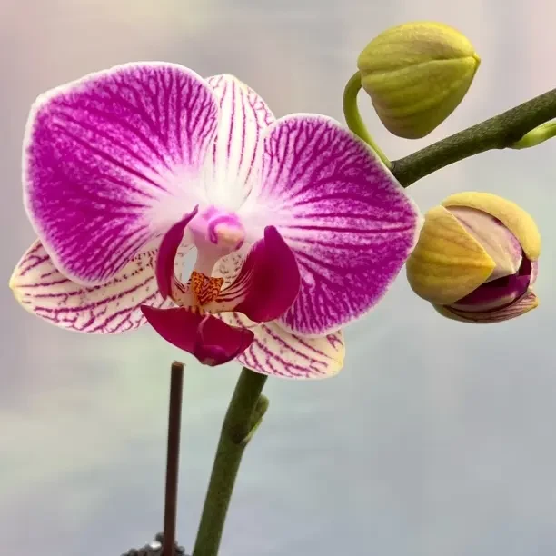 天堂鸟3.0寸带花带花苞蝴蝶兰盆栽室内四季开花好养活花卉