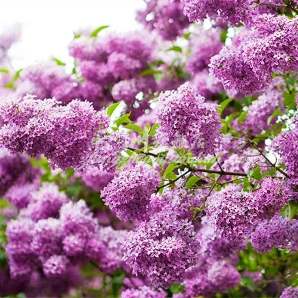 浓香花苗丁香花树苗花卉植物耐寒庭院绿化四季室外别墅紫丁香盆栽