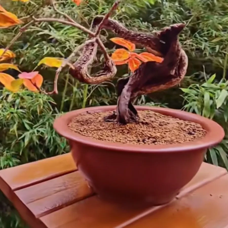 好养不怕冷的黄栌盆景素材直播为准