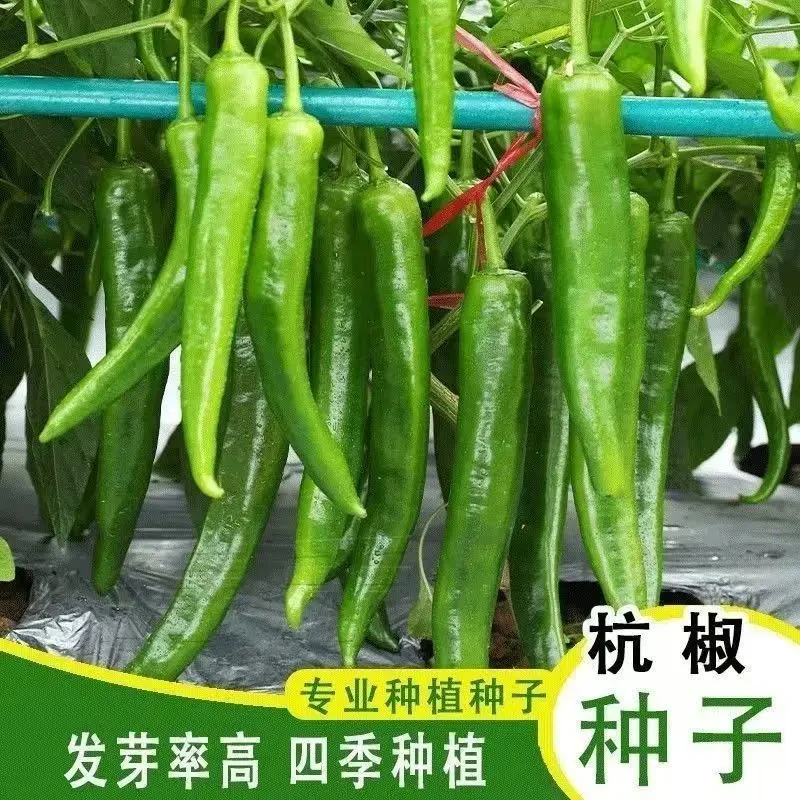 【五袋包邮】脆香杭椒种子本地杭椒脆香杭椒一号小尖椒辣椒青椒