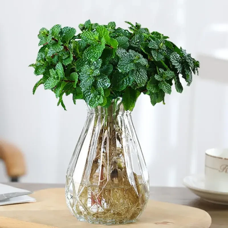 【可食用】薄荷盆栽种植室内水培植物薄荷可食用驱蚊薄荷盆栽迷迭香