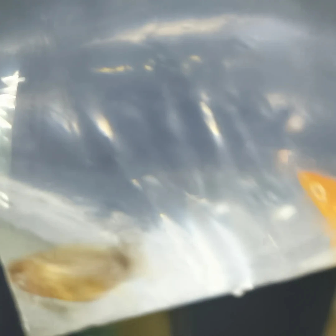 观背青鳉鱼小型冷水观赏鱼活体好养耐活适合小鱼缸