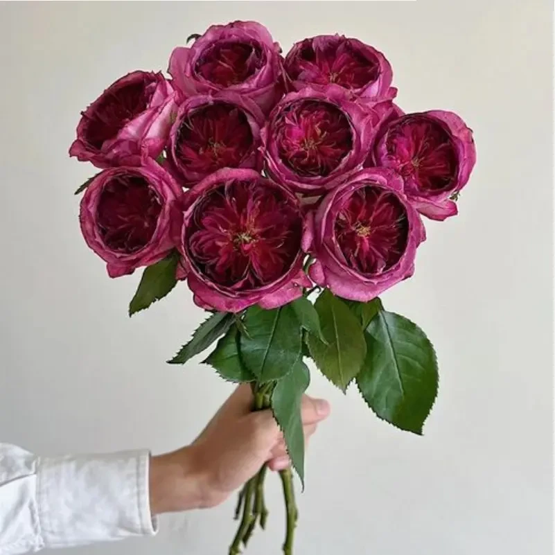 蓝莓蛋糕月季花苗戴尔巴德大花浓香玫瑰开花紫色花卉四季盆栽植物