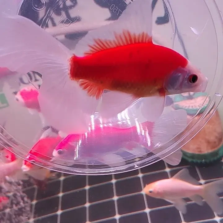 精品布里斯托活体宠物鱼