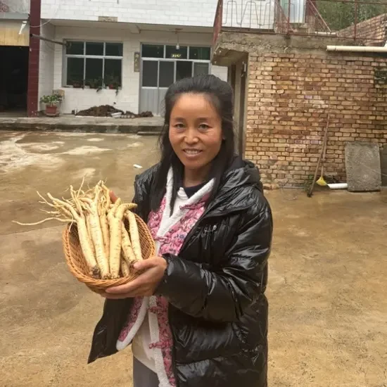 甘肃岷县原产地党参现挖鲜货可泡水煮水煲汤
