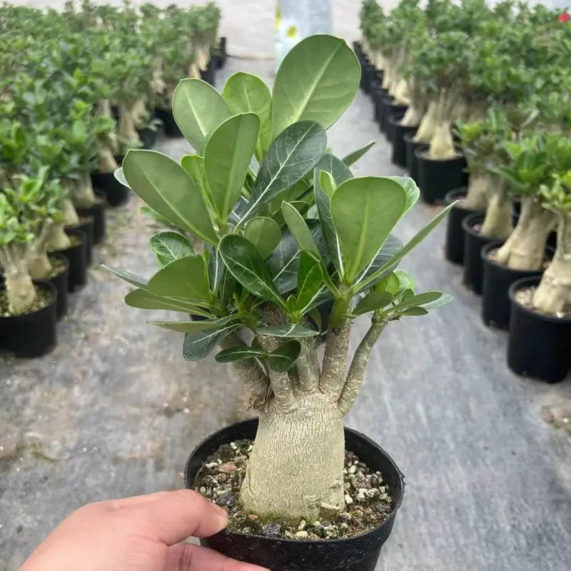 沙漠玫瑰盆栽好养四季开花重瓣懒人老桩耐寒耐旱阳台勤花绿植